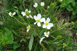 Ranunculus kuepheri (4)